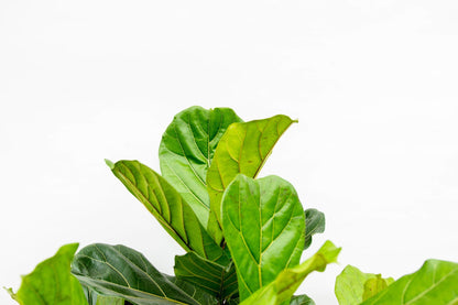 XXL Geigenfeige 220 cm – Elegante Zimmerpflanze Ficus lyrata