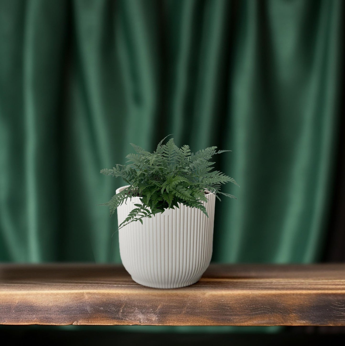 Polystichum Tsussimense 'Korean Rock Fern' 14cm (Buiten Varen, Garden Fern)