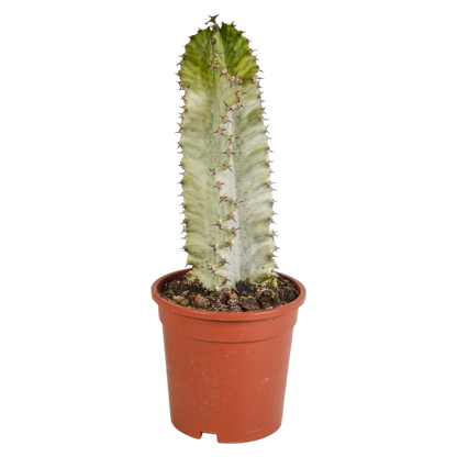 Bunte Wolfsmilch 17 cm – Exotischer Säulenkaktus