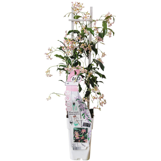 Trachelospermum 'Star of Ibiza' - Toskanischer Jasmin Rosa - Ø15cm - ↕65cm