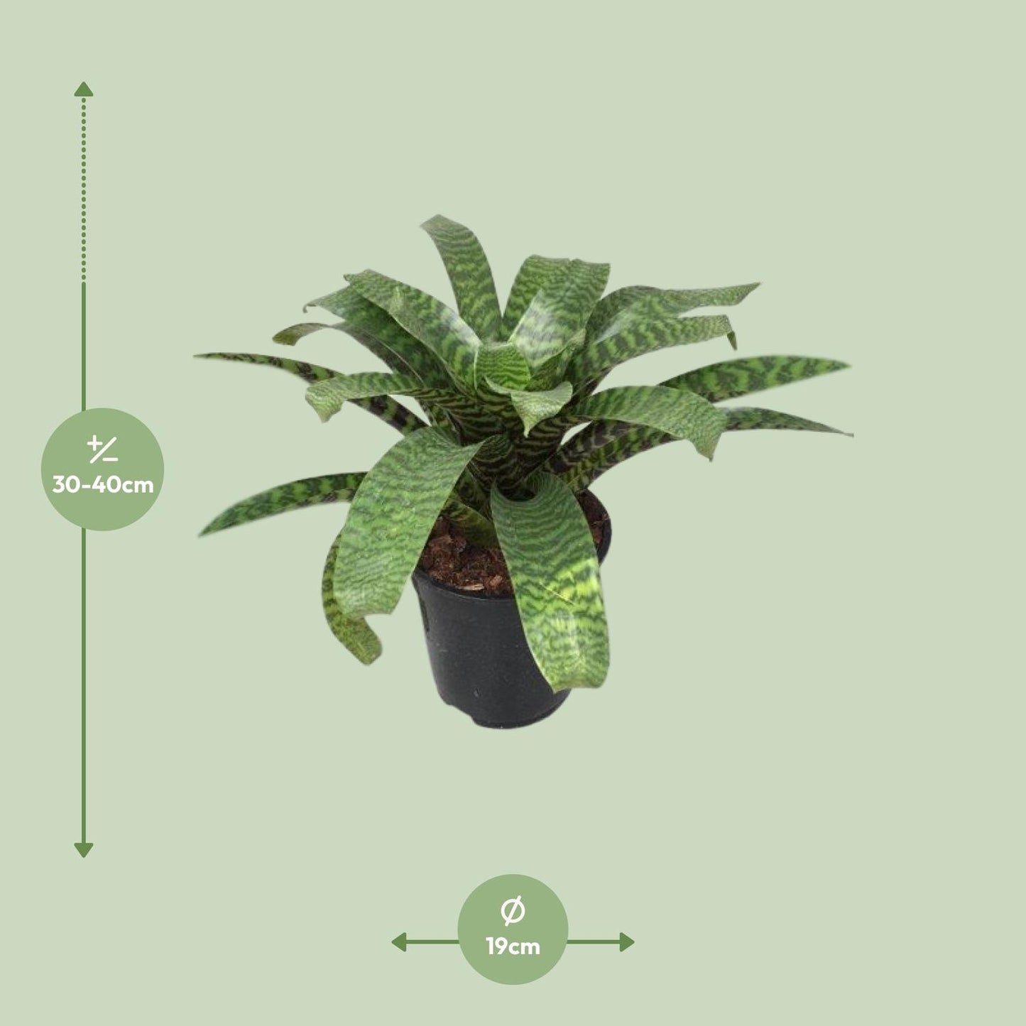 Vriesea Hieroglyphica - Ø19cm - ↕35cm