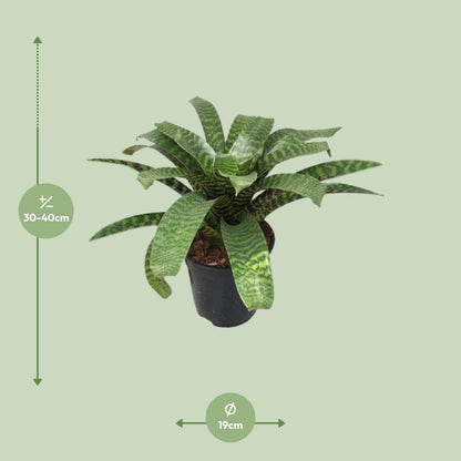Vriesea Hieroglyphica - Ø19cm - ↕35cm