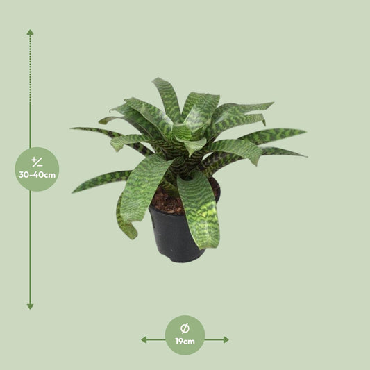 Vriesea Hieroglyphica - Ø19cm - ↕35cm