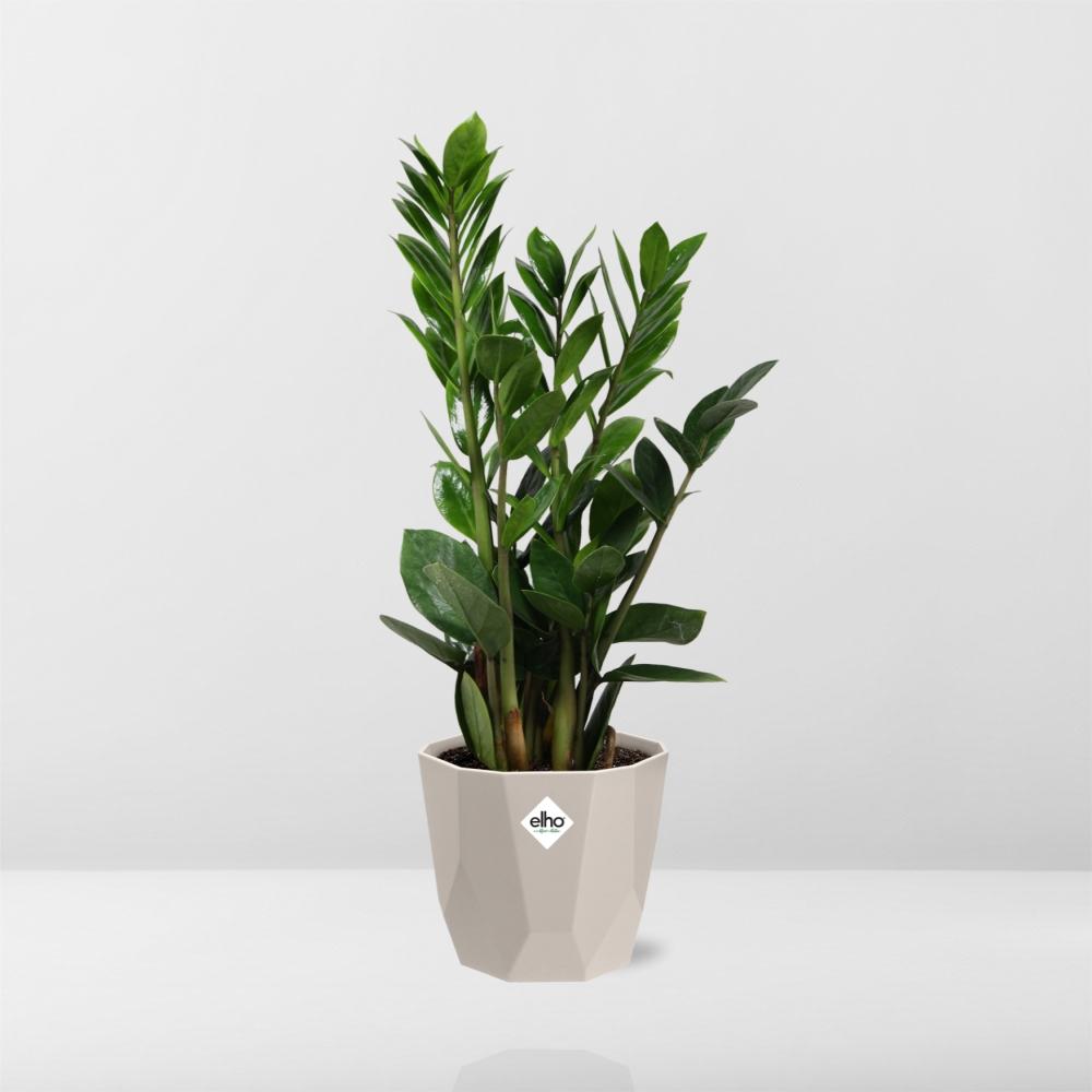 Zamioculcas – Hoogte 45-50 in ELHO b.for rock 14 cm warm grey
