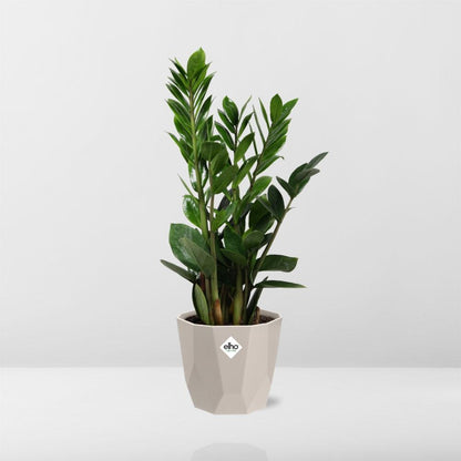 Zamioculcas – Hoogte 45-50 in ELHO b.for rock 14 cm warm grey