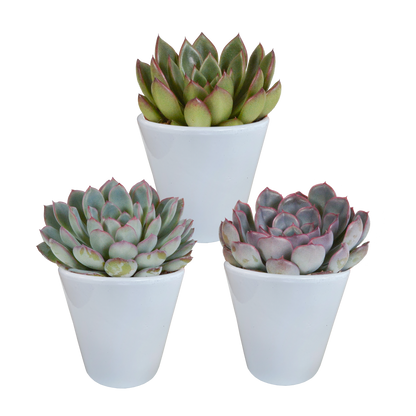 Echeverien-Mix 3er Set – Pflegeleichte Sukkulenten im 8,5 cm Topf