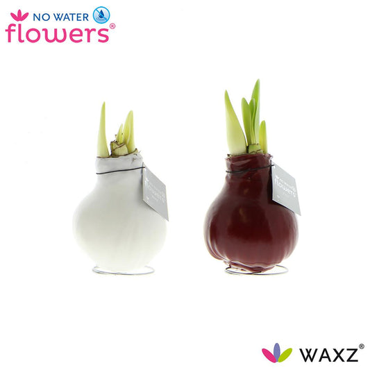 No Water Flowers Waxz Colorz - 2 Stücke - Ø7 cm - ↕15 cm