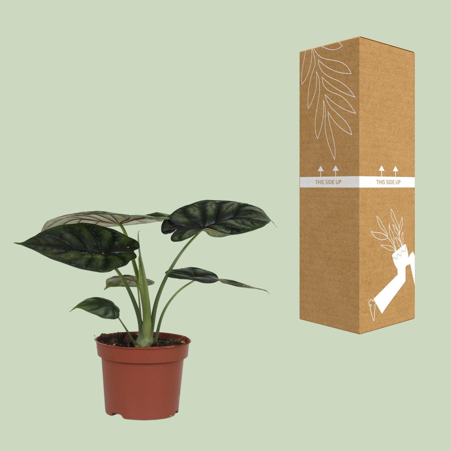 Alocasia Dragon Scale - Ø17cm - ↕35cm