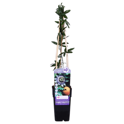 Passiflora Blau caerulea - Ø15cm - ↕65cm