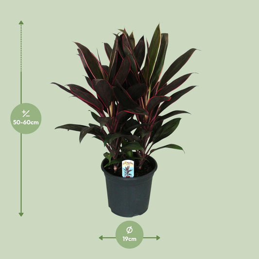 Cordyline Fruticosa Rumba - Ø19cm - ↕55cm