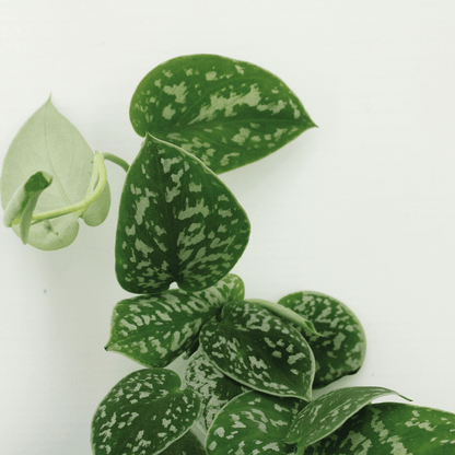 4x Scindapsus Pictus - Epipremnum - 5cm - ø12