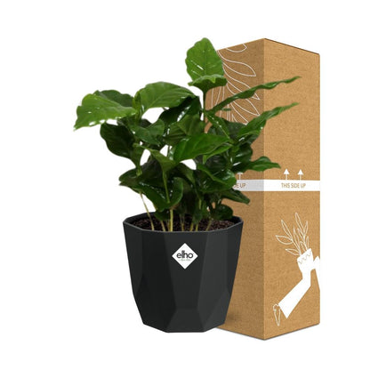 Coffea Arabica in 14cm b.for rock living black
