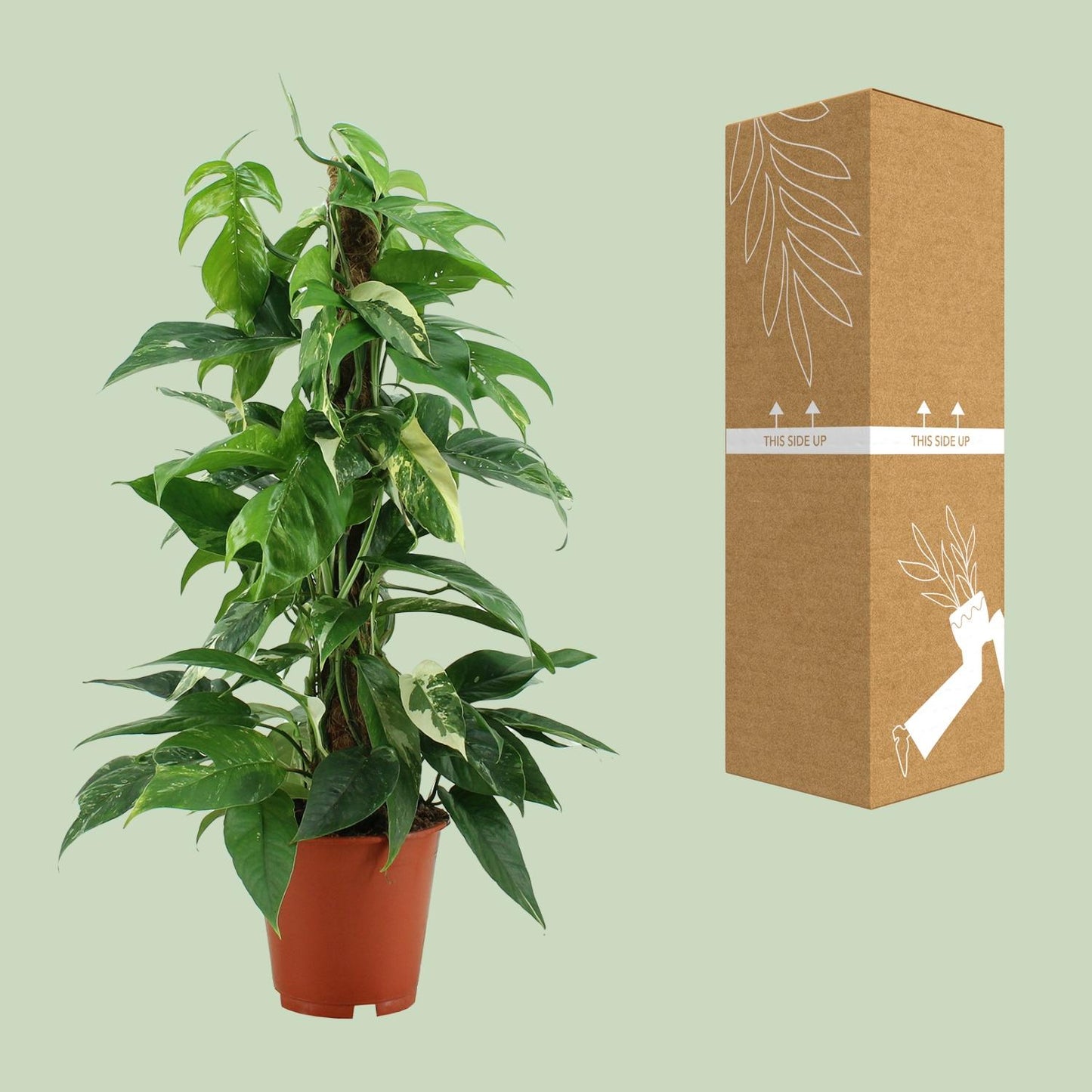 Epipremnum Pinnatum Variegata - Ø19cm - ↕80cm