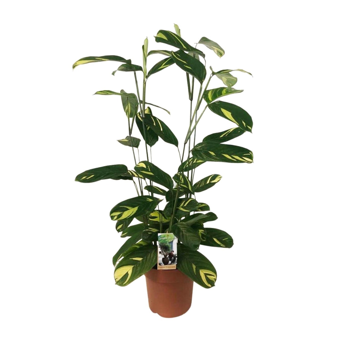 Ctentanthe Lubbersiana - Ø21cm - ↕80cm