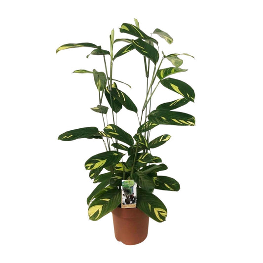 Ctentanthe Lubbersiana - Ø21cm - ↕80cm