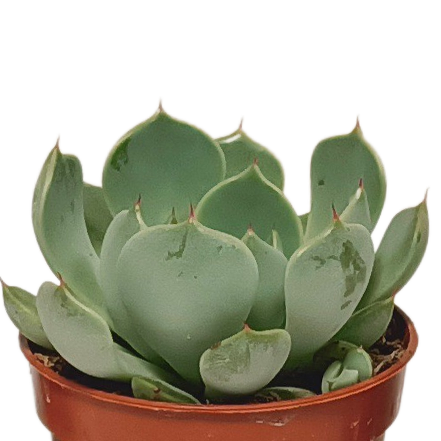 Vetplanten-Mischung 5,5 cm - 10x - zonder pot