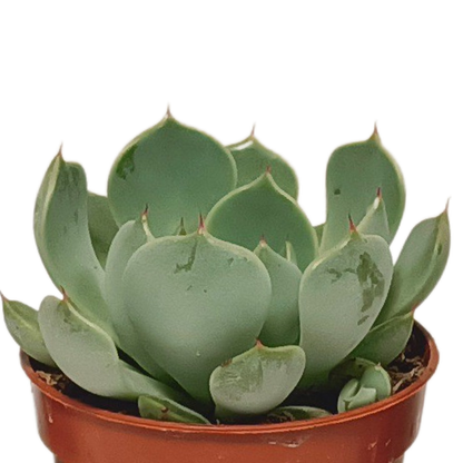 Vetplanten-Mischung 5,5 cm - 10x - zonder pot