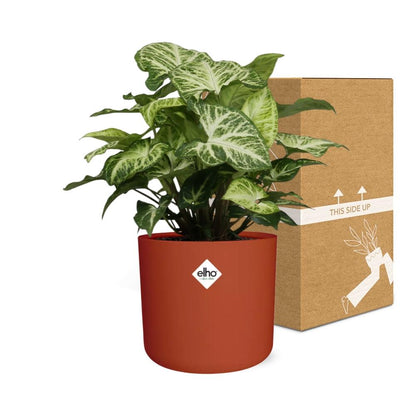 Syngonium Arrow in ELHO b.for soft rond 14cm brique