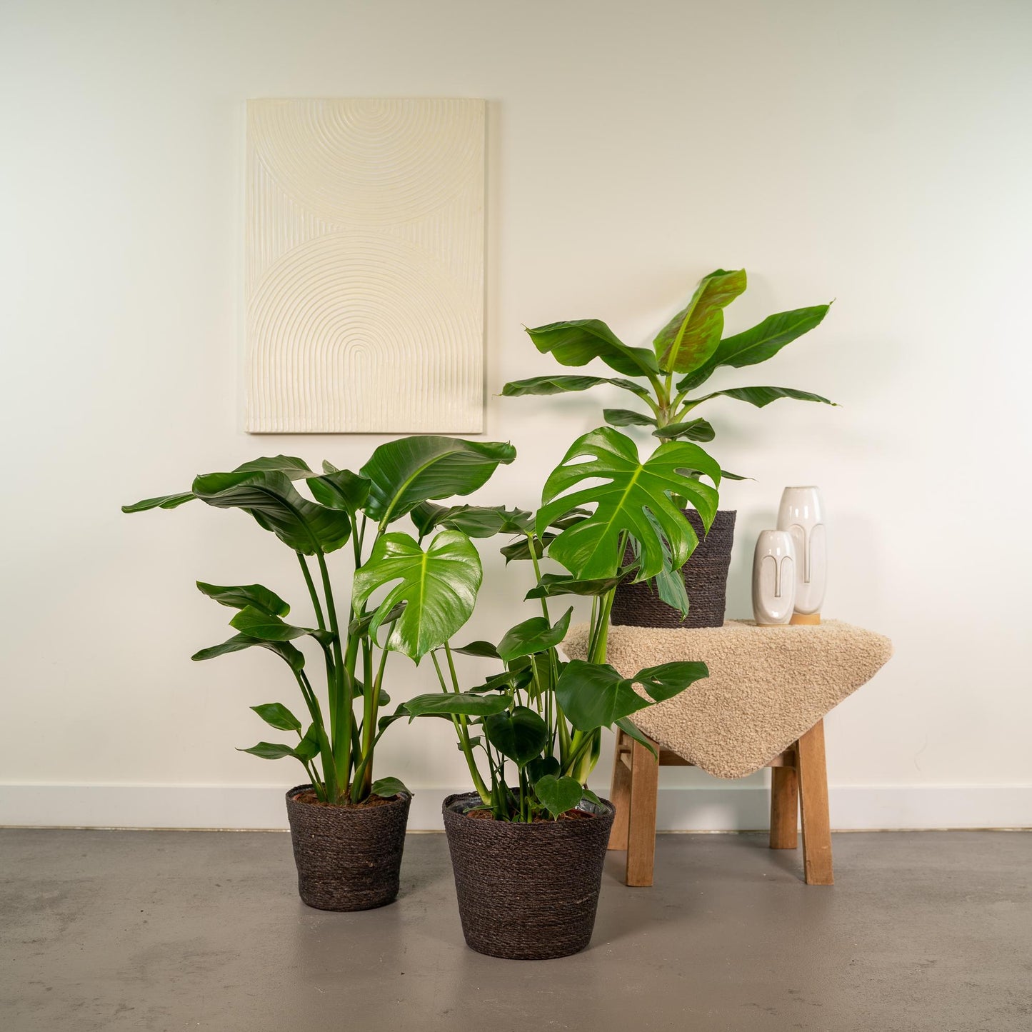 Monstera Deliciosa - Ø21cm - ↕75cm + Musa Dwarf Cavendish - Ø21cm - ↕85cm + Strelitzia Nicolai - Ø19cm - ↕90cm + Korb Igmar