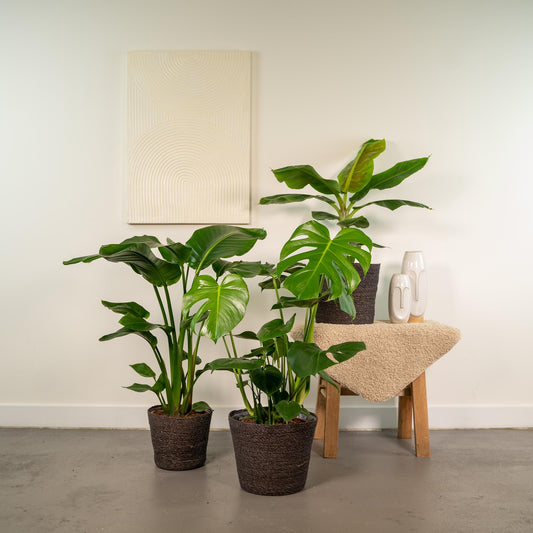 Monstera Deliciosa - Ø21cm - ↕75cm + Musa Dwarf Cavendish - Ø21cm - ↕85cm + Strelitzia Nicolai - Ø19cm - ↕90cm + Korb Igmar