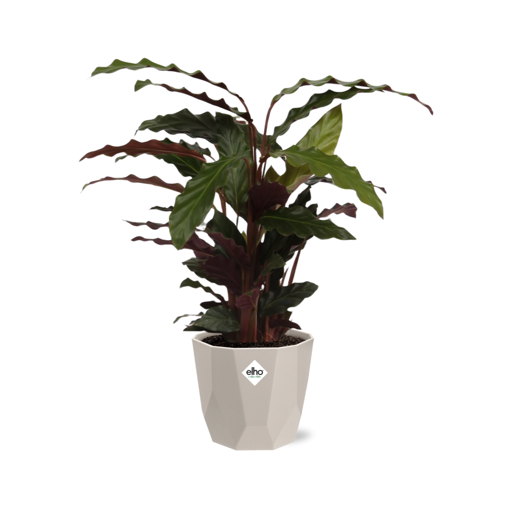 Calathea Rufibarba ‘Tropistar’ in ELHO b.for rock 14 cm warm grey