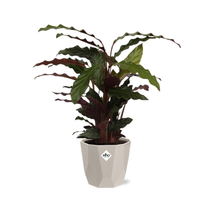 Calathea Rufibarba ‘Tropistar’ in ELHO b.for rock 14 cm warm grey