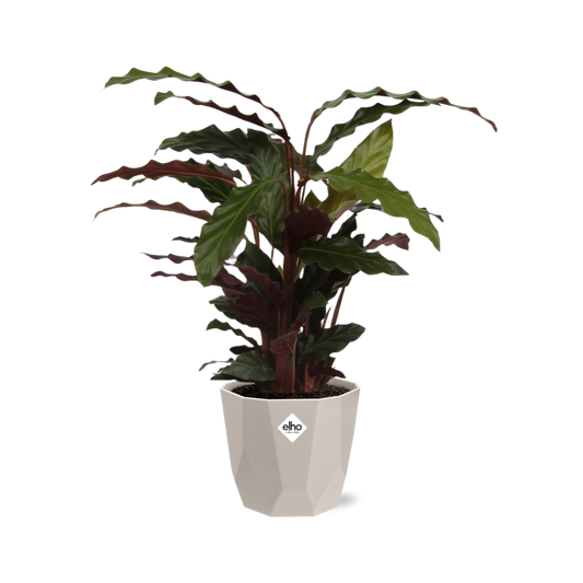 Calathea Rufibarba ‘Tropistar’ in ELHO b.for rock 14 cm warm grey