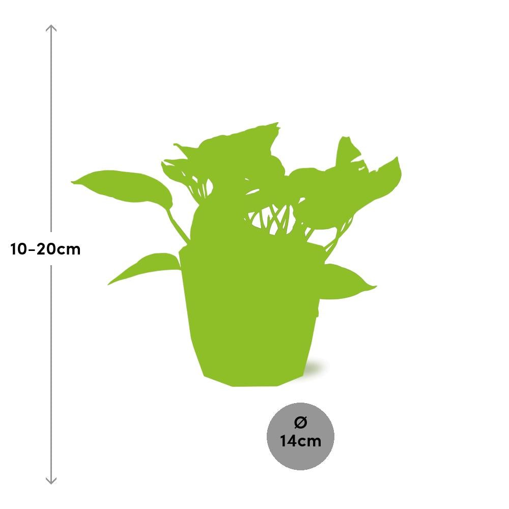 Scindapsus (Epipremnum) Marble Queen in ELHO b.for rock 14 cm warm grey