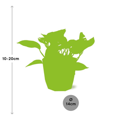 Scindapsus (Epipremnum) Marble Queen in ELHO b.for rock 14 cm warm grey