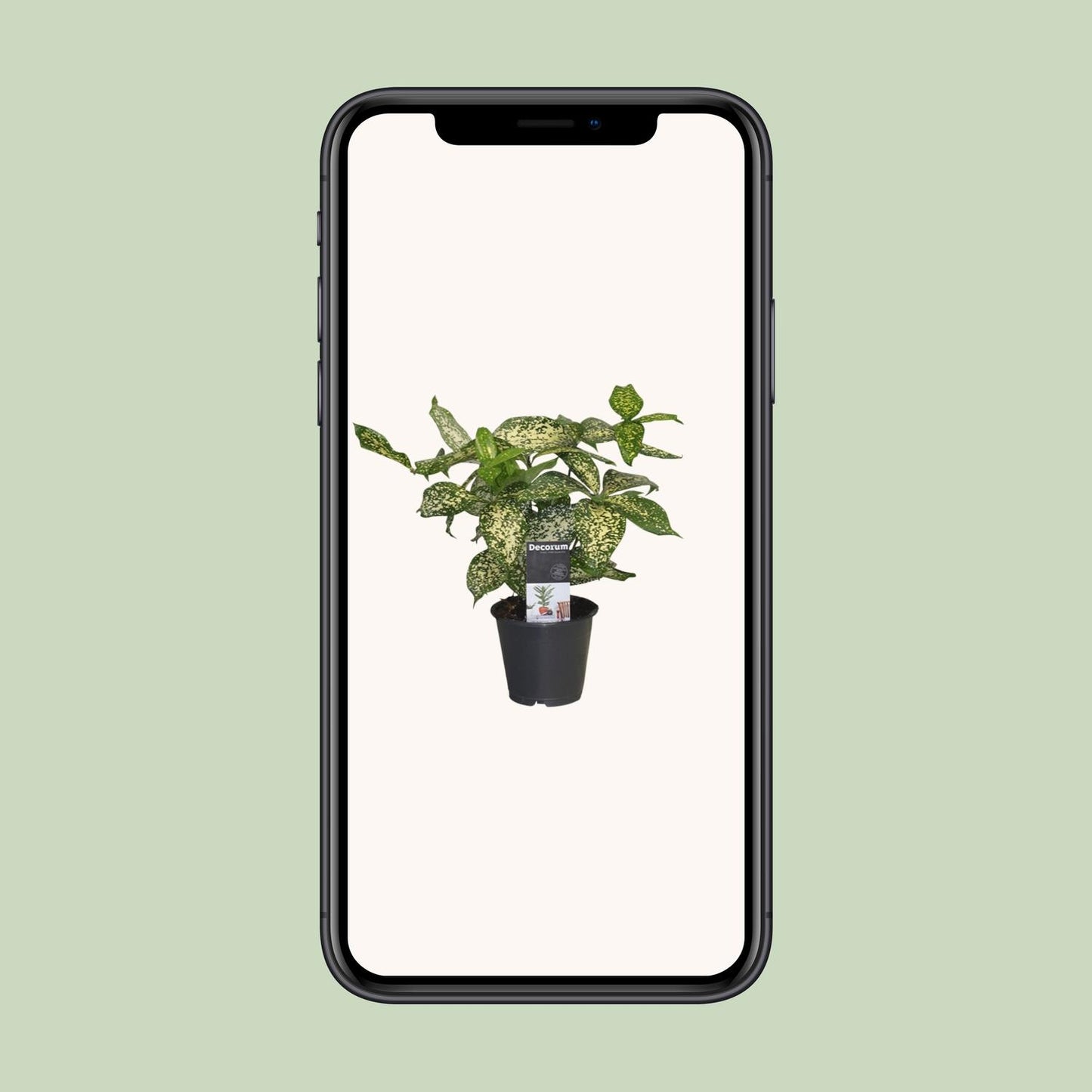 Dracaena Godsefiana - Ø12cm - ↕25cm