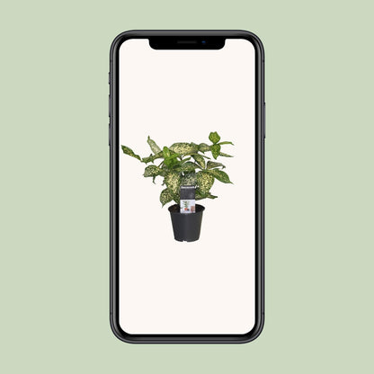 Dracaena Godsefiana - Ø12cm - ↕25cm