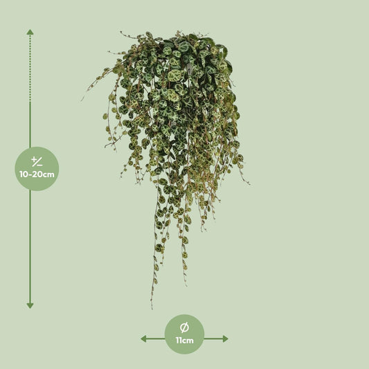 Peperomia Prostrata - Ø11cm - ↕20cm