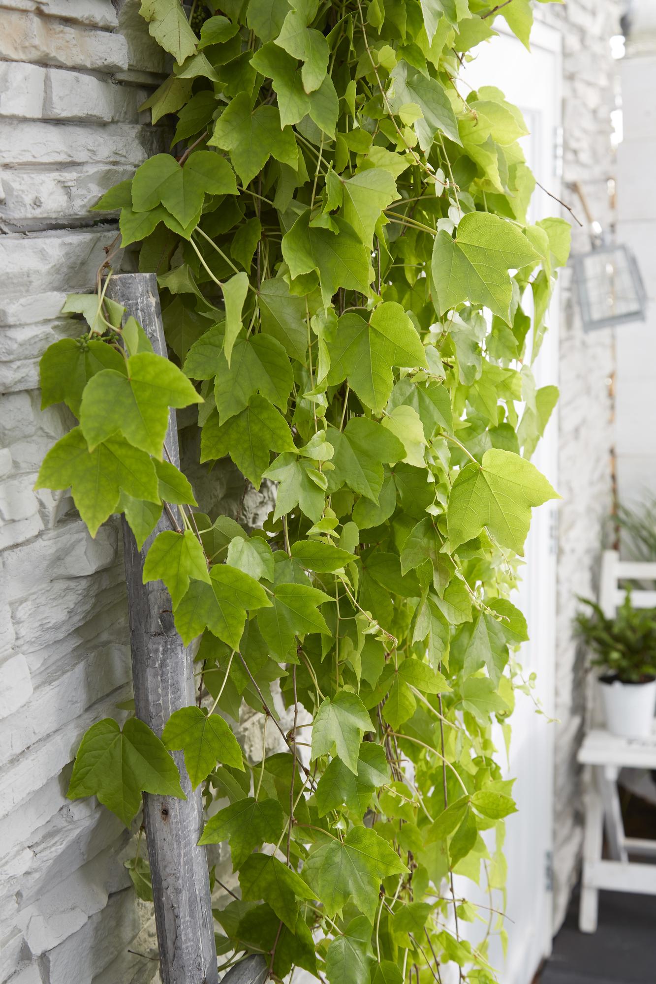 Parthenocissus tricuspidata 'Fenway Park' - GelbgrÃ¼ner WildflÃ¼gel - Ø15cm - ↕65cm