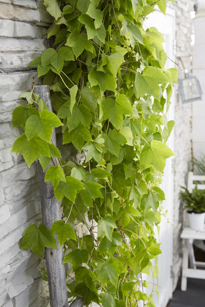Parthenocissus tricuspidata 'Fenway Park' - GelbgrÃ¼ner WildflÃ¼gel - Ø15cm - ↕65cm