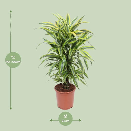 Dracaena Fragrans Deremensis Grp Lemon Lime - Ø24cm - ↕100cm