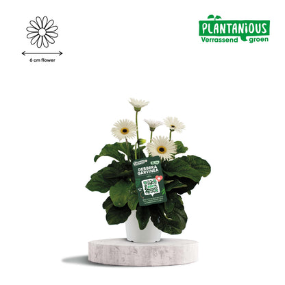 Garvinea Gerbera Wit - Ø19cm - ↕50cm