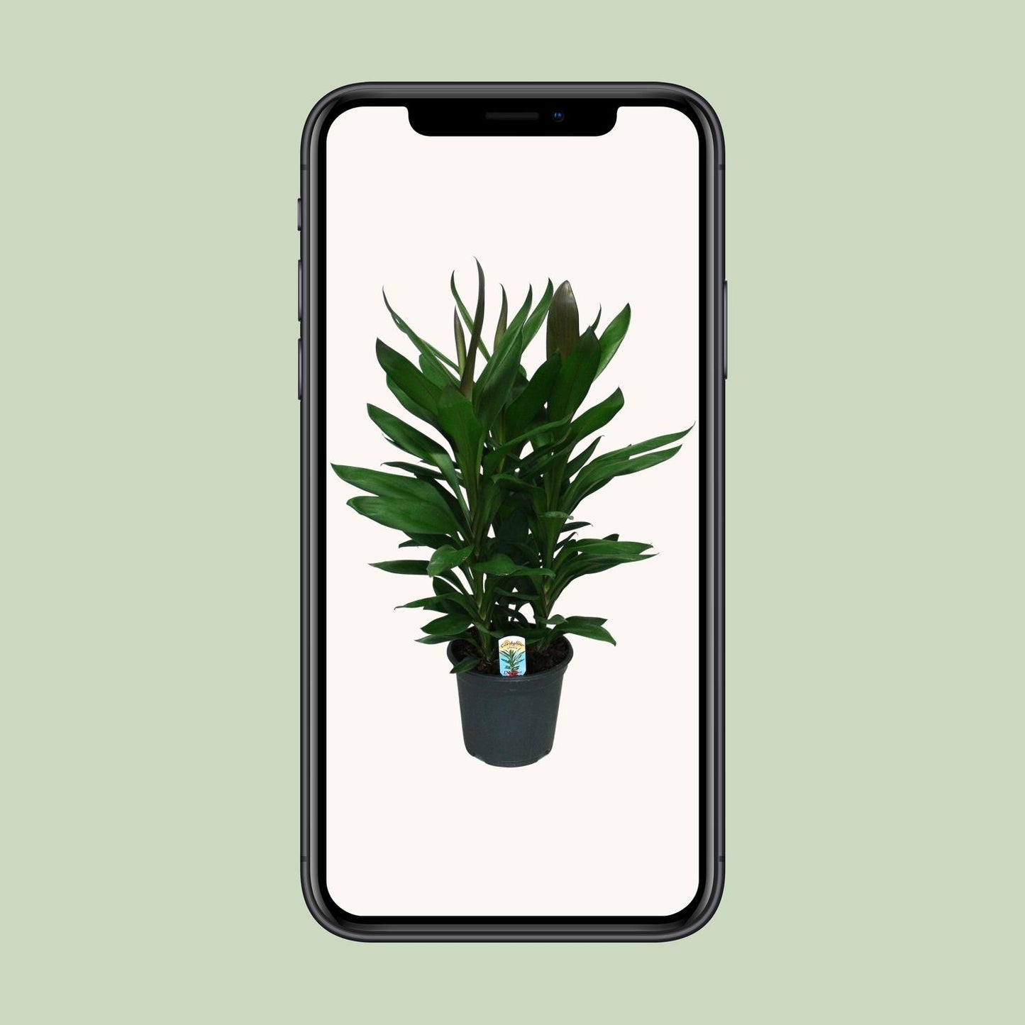 Cordyline Glauca - Ø19cm - ↕60cm