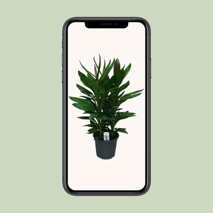 Cordyline Glauca - Ø19cm - ↕60cm