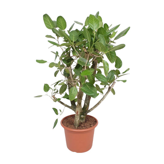 Bengalische Feige 140 cm – Tropische Zimmerpflanze