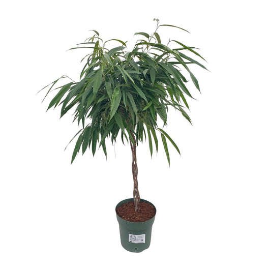 Ficus Mahori / Alii Gevlochten - Ø27cm - ↕110cm