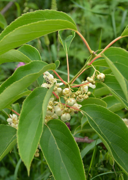 Actinidia arguta 'Issai' - Kiwibes - Ø13cm - ↕45cm