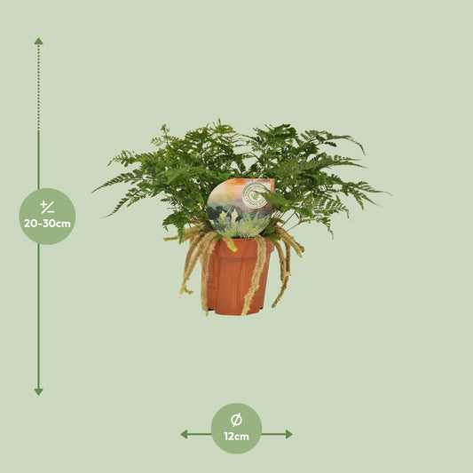 Humata Tyermannii - Ø12cm - ↕30cm