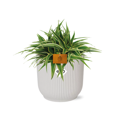 Chlorophytum Ocean 15cm in ELHO Vibes Fold 16cm round silky white