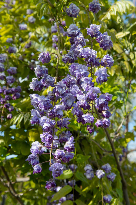 2x - Wisteria floribunda 'Black Dragon' - ↨65cm - Ø15