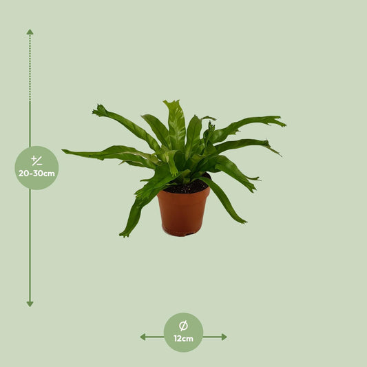 Asplenium Crissie - Ø12cm - ↕30cm