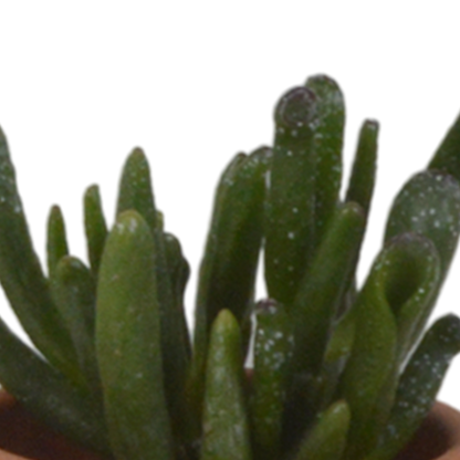 Vetplanten-Mischung 5,5 cm - 5x - in terracotta pot