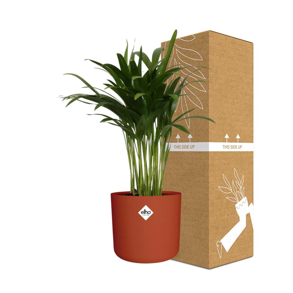 Areca Palm in ELHO b.for soft rond 14cm brique