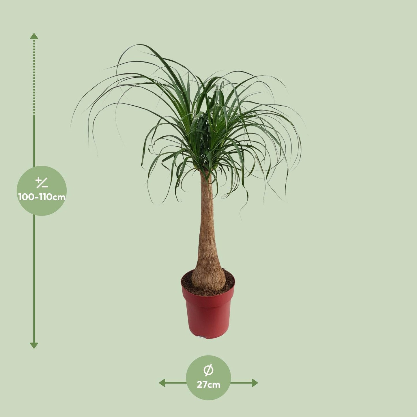 Beaucarnea "Maya Palm" Stam P27 - Ø27cm - ↕110cm
