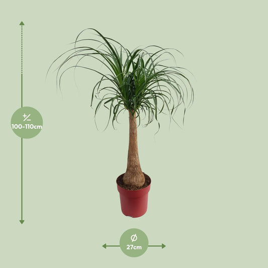 Beaucarnea "Maya Palm" Stam P27 - Ø27cm - ↕110cm