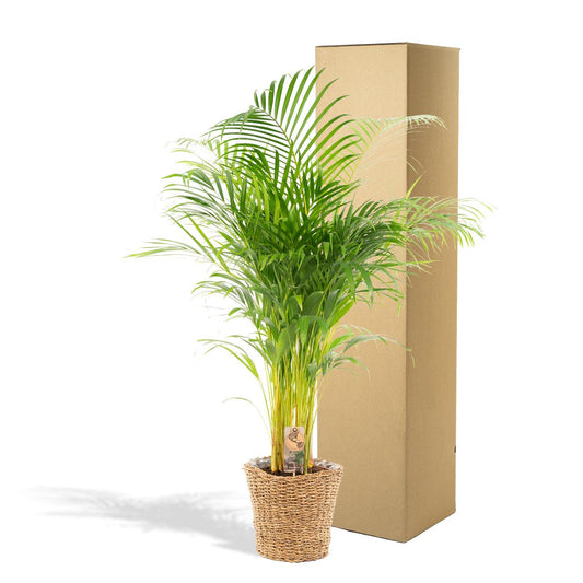 Goldfruchtpalme 130 cm im dekorativen Korb